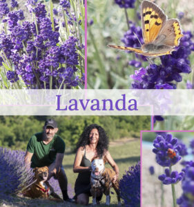 Lavanda Cover