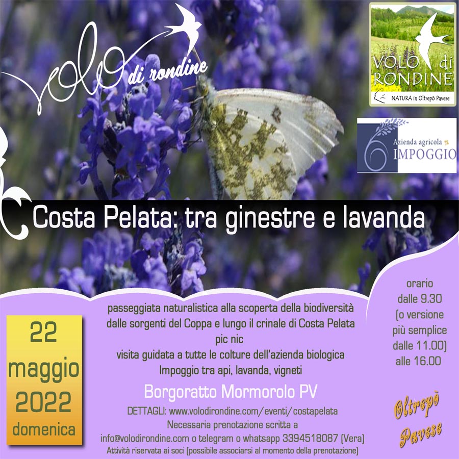 Evento Ginestre e Lavanda 2022