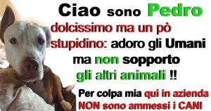 non sono ammessi cani