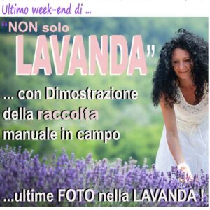ultimo week end lavanda