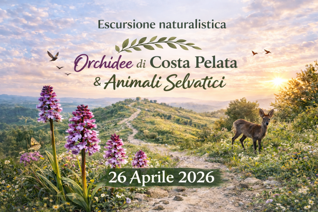 Orchidee di Costa Pelata e Animali Selvatici - un'esperienza tra natura e biodiversità escursione 26 aprile 2026
