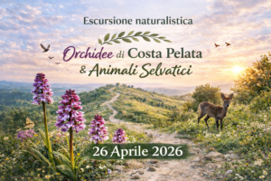 Orchidee di Costa Pelata e Animali Selvatici - un'esperienza tra natura e biodiversità escursione 26 aprile 2026