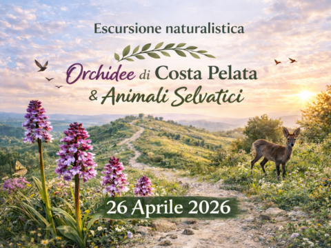 Orchidee di Costa Pelata e Animali Selvatici – un’esperienza tra natura e biodiversità