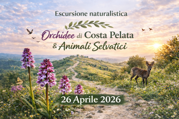 Orchidee di Costa Pelata e Animali Selvatici - un'esperienza tra natura e biodiversità escursione 26 aprile 2026
