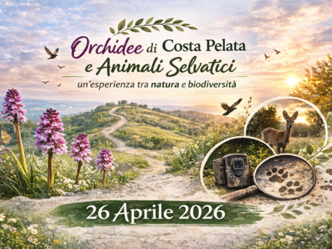 🌸 Orchidee di Costa Pelata e Animali Selvatici