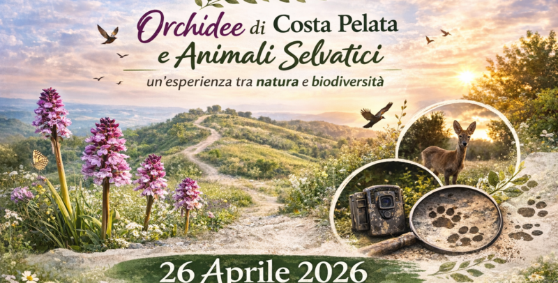 🌸 Orchidee di Costa Pelata e Animali Selvatici