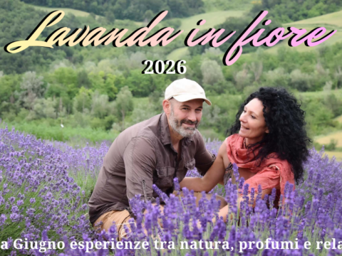 LAVANDA IN FIORE 2026