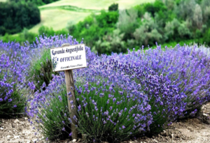 Foto campo lavanda azienda agricola Impoggio