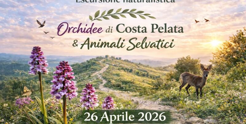 Orchidee di Costa Pelata e Animali Selvatici – un’esperienza tra natura e biodiversità
