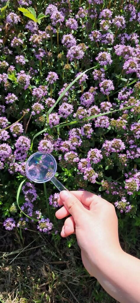 Fattoria Didattica Impoggio - Ape sul fiore